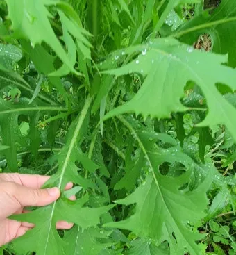 왕고들빼기 효능과 섭취시 주의사항 건강 정보_23