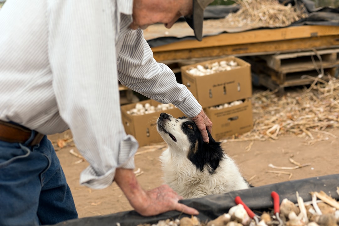 Livestock