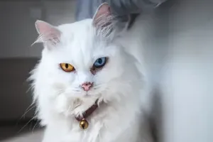 고양이