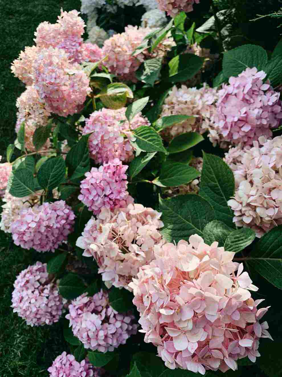 제주민속촌 수국축제