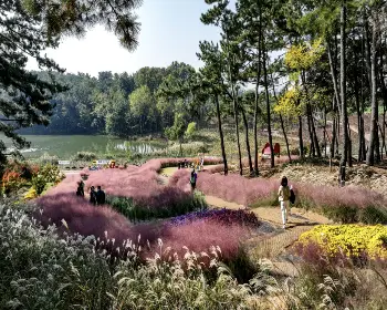 익산 천만송이 국화축제_22