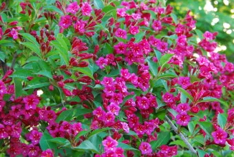 병꽃 무늬병꽃 삼색병꽃 붉은병꽃 아름다운 꽃 종류_12