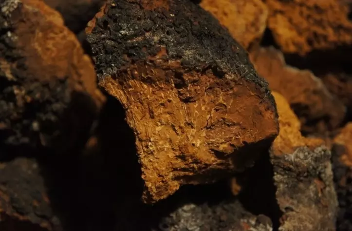 차가버섯 올바른 섭취 방법