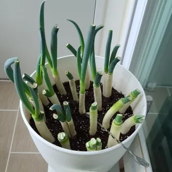 텃밭 대파 키우는 방법 파종 시기_26