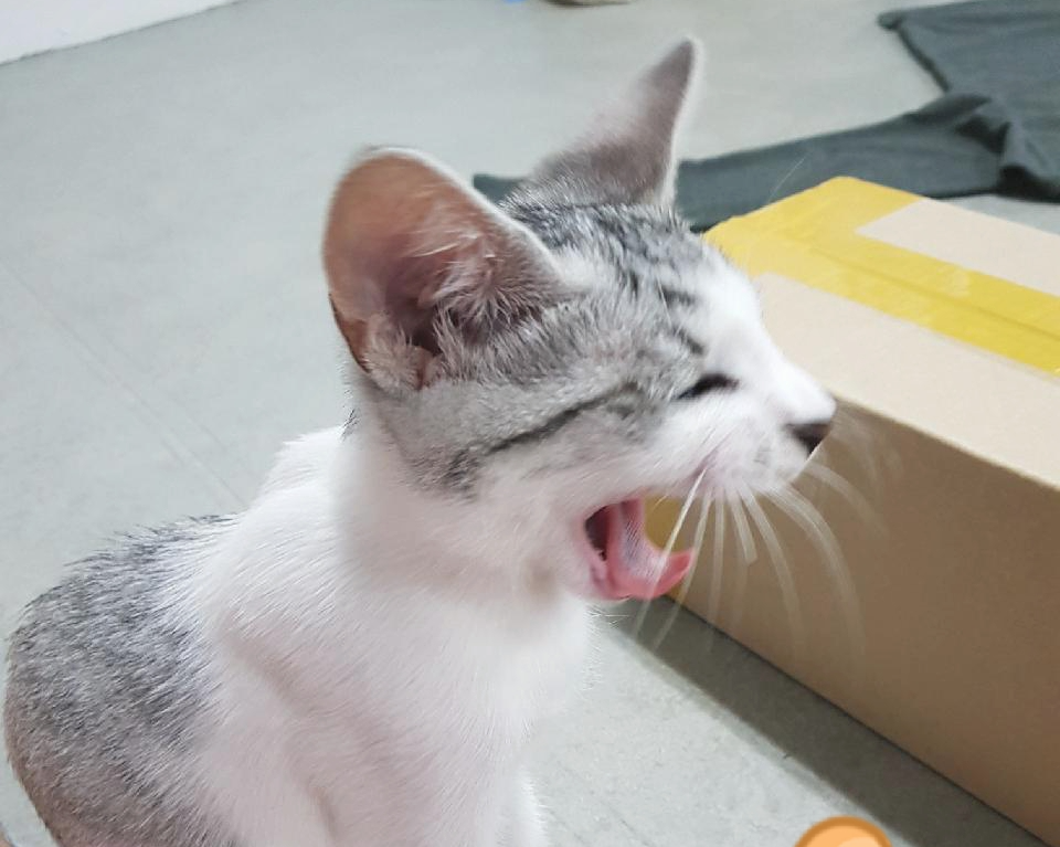 고양이 우는 이유