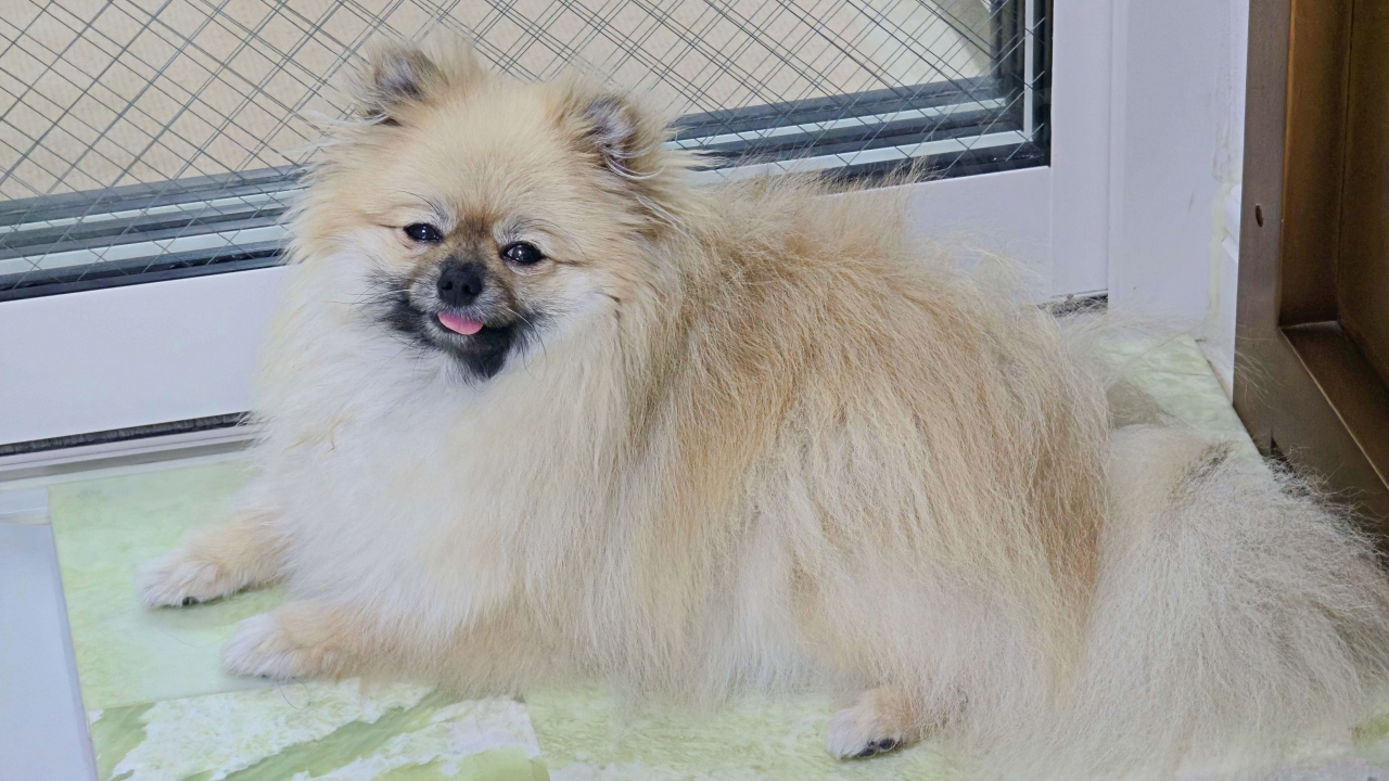 옥돌 침대에 올라가 있는 강아지 모습