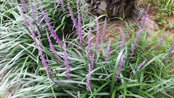 맥문동-재배법-꽃-개화시기-번식방법-종자번식-분주법-포기나누기