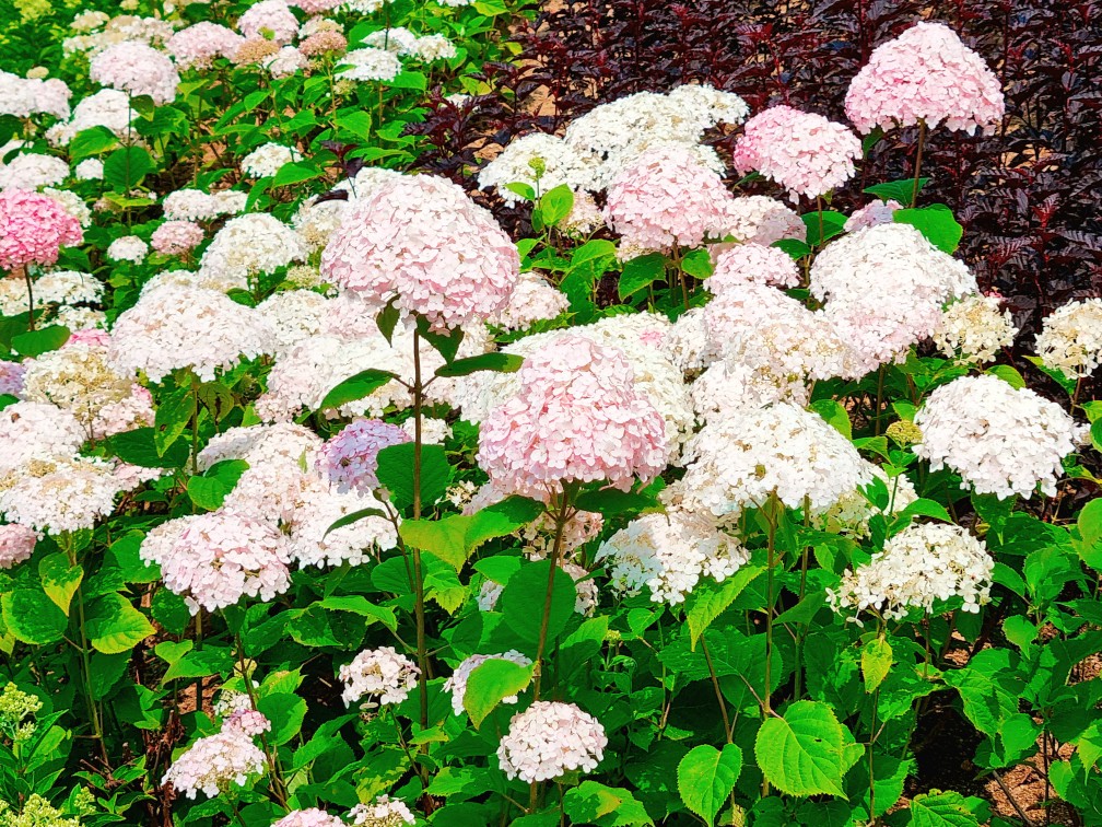 경기도 시흥 산골수목원: 연분홍 수국이 있는 식물원 카페