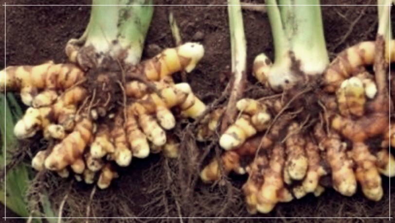 울금가루 효능, 먹는법, 보관방법 총정리