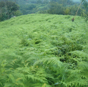 고사리 효능과 부작용 고르는법 칼로리
