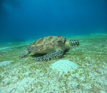 필리핀 보홀여행 패키지 여행 필수 코스_20