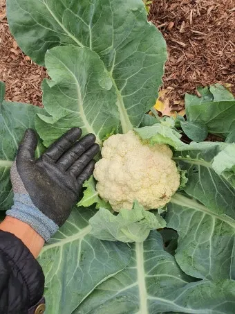 컬리플라워 재배 정식 후 관수 방풍 대책 영양 관리_2