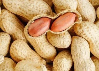 땅콩 심는 시기 재배 방법_4