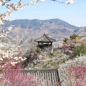 광양매화축제 일정 입장료 행사 주차장 무료셔틀버스 맛집 숙소
