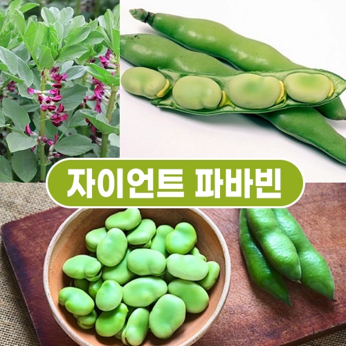 자이언트 파바빈