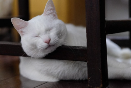 다레루 고양이.