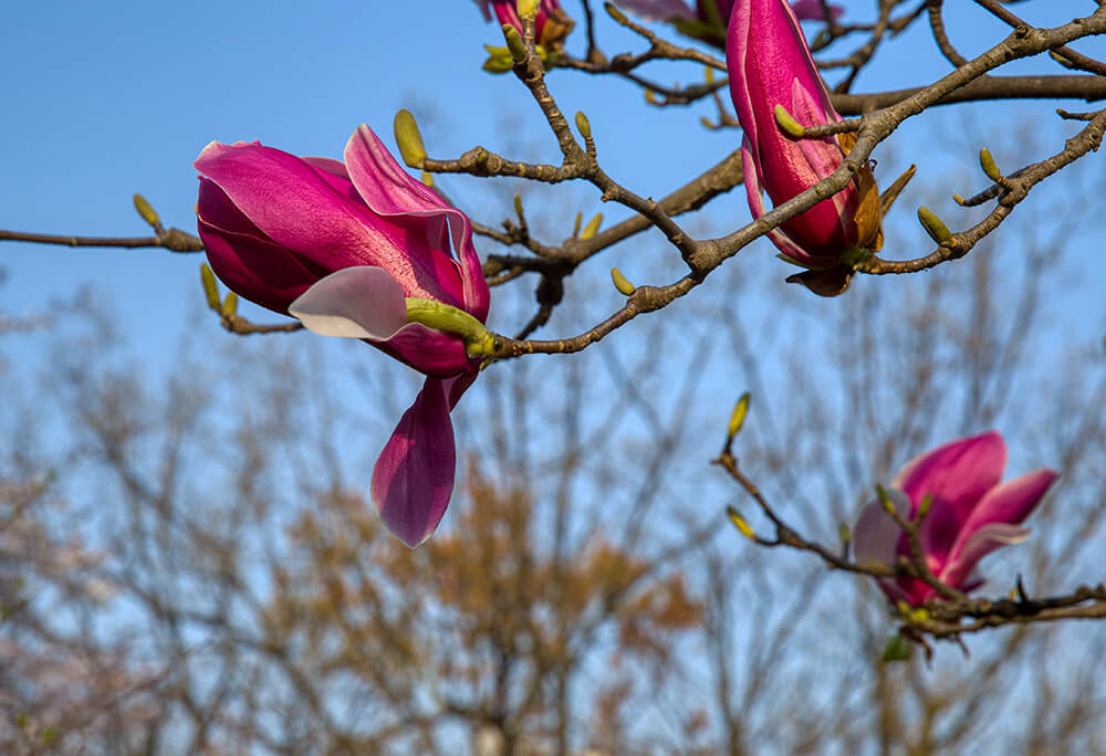 분당중앙공원 벚꽃 - 22
