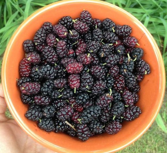 글루타치온 효능 부작용