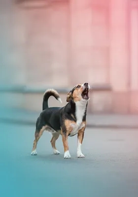 강아지가 낯선 사람에게 짖을 때 대처법