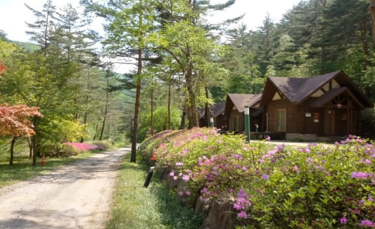 태백고원 자연휴양림