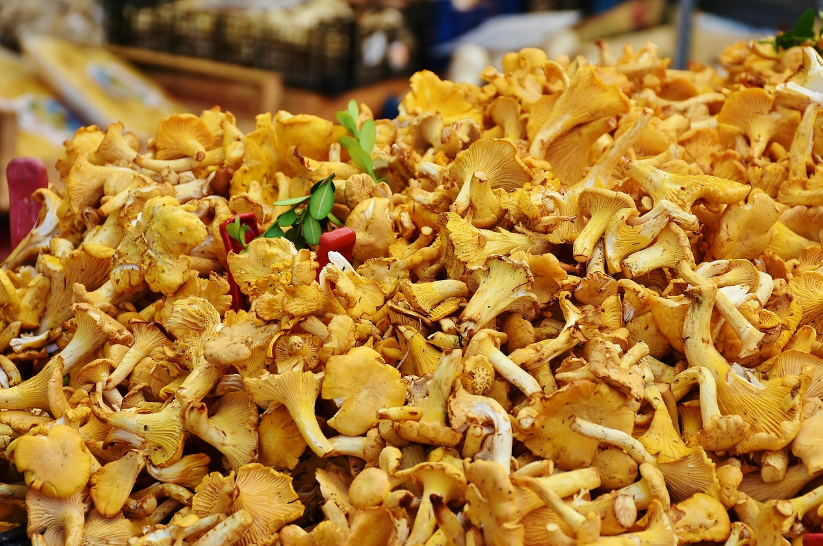 자연이 준 보약, 면역력과 두뇌 건강을 위한 버섯 이야기