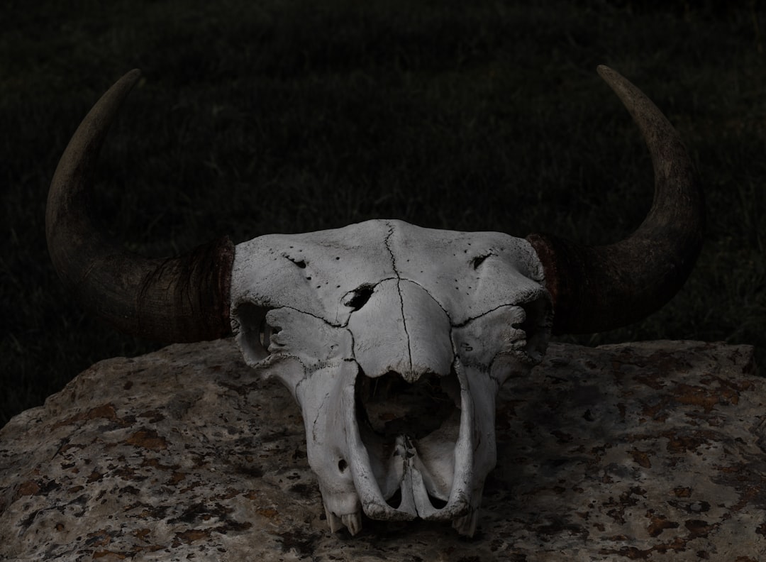 Bone