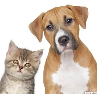 개 고양이 트라조돈 약물 사용 가이드와 주의사항 정리_13