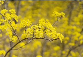 구례 산수유축제 일정