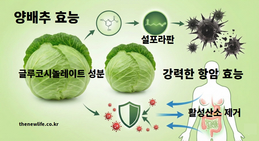 글루코시놀레이트가 설포라판으로 변해 암세포 성장을 억제하고 활성산소를 제거하는 양배추의 강력한 항암 효능과 면역력 강화 원리