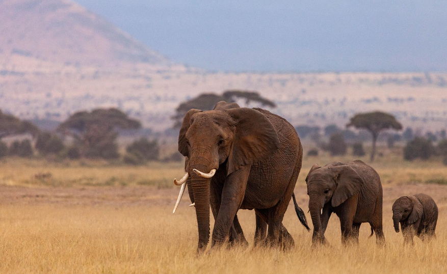 아프리카 초원의 코끼리 사진