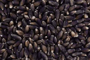 검정보리 효능10