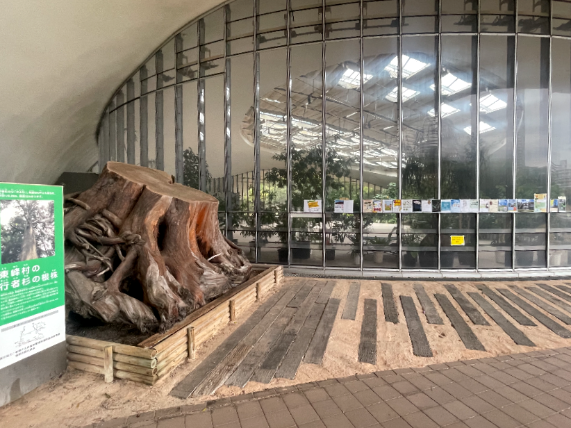 아일랜드시티 중앙공원 고목