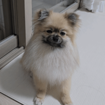 짖어 명령에 짖는 강아지