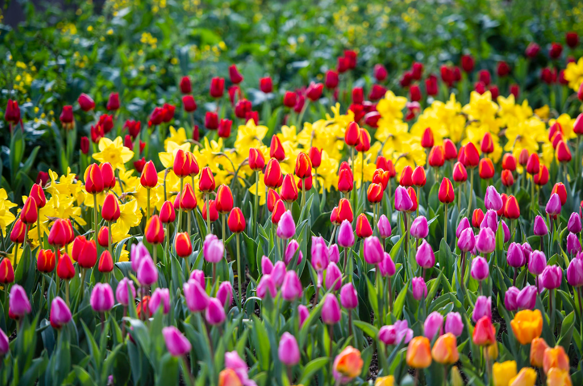 완벽한 봄날의 선택, 에버랜드 튤립축제