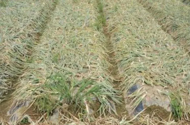 gg_양파 수확시기_15