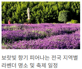 전국 라벤더