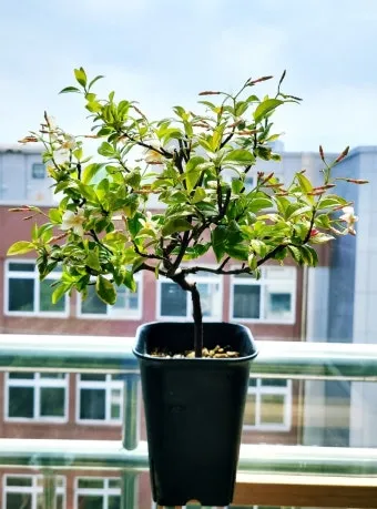 백화등 키우기 삽목방법 가지치기 꽃 노지월동까지_25