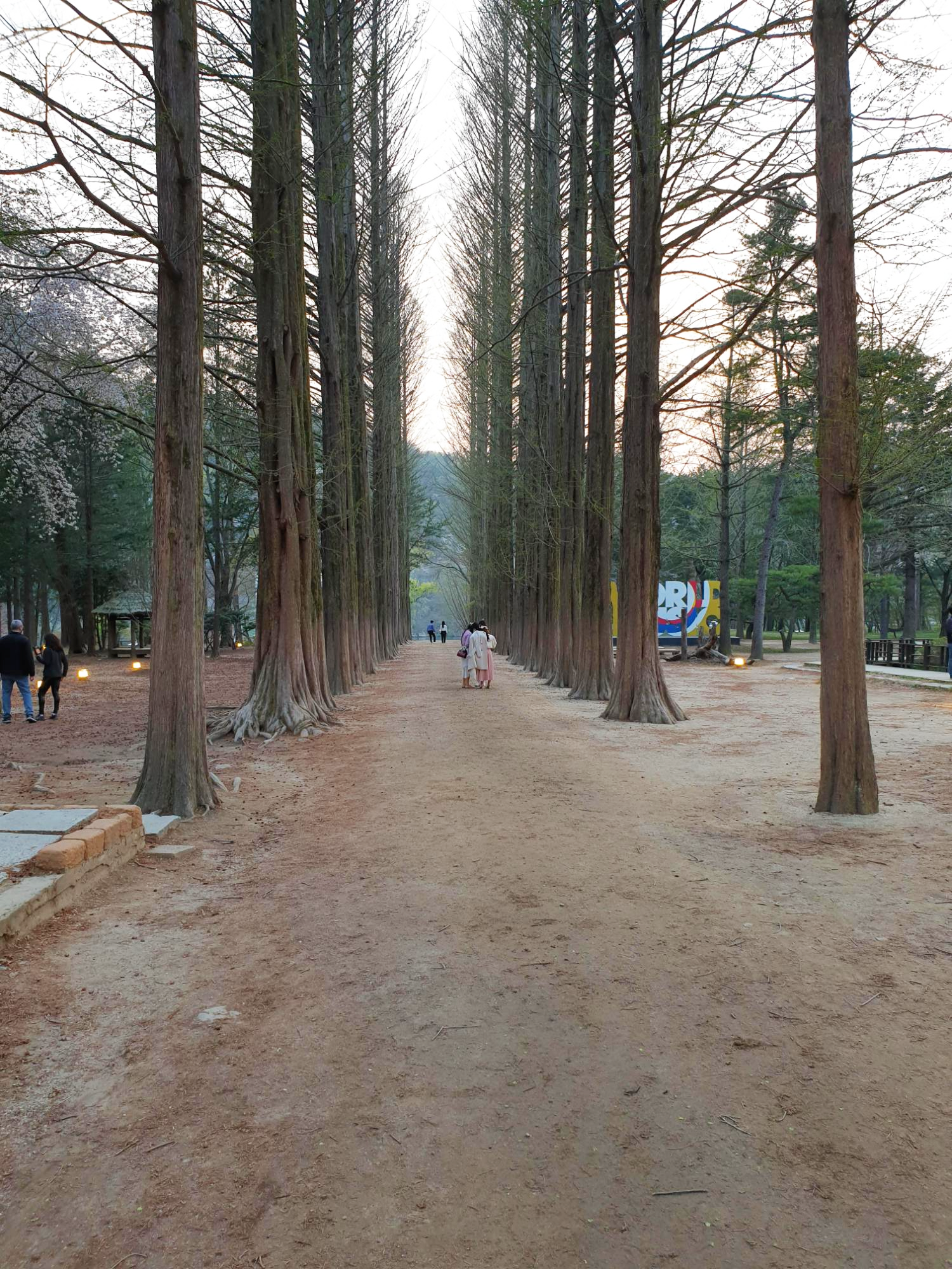 남이섬-메타세쿼이아-길