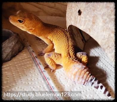 레오파드 게코 암컷이 알을 낳을 때 주의할 점