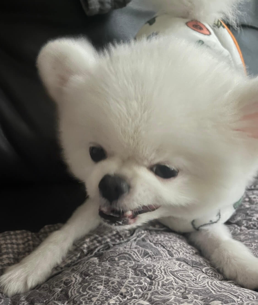 간식_먹는_강아지