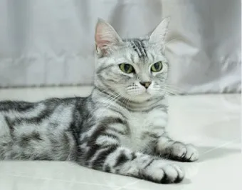 아메리칸숏헤어 고양이 유전병 털빠짐 가격 특징_2