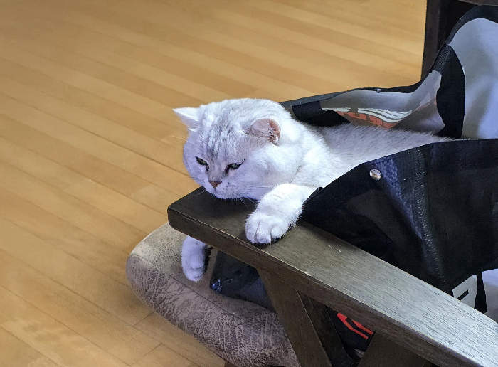 반려동물 응급 상황 대처 가이드