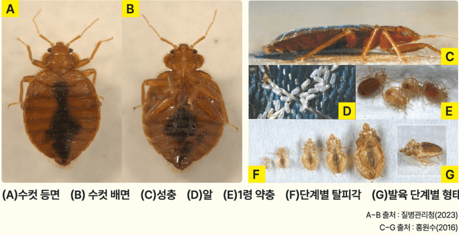 빈대-대해-자세히-알아보기