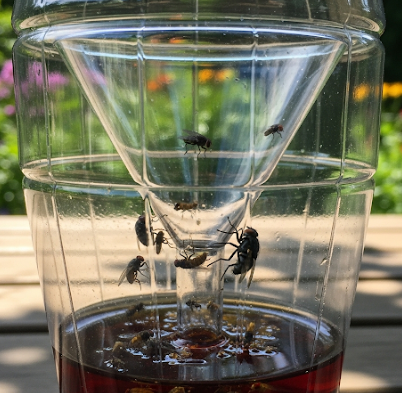 여름철 실내 벌레 퇴치법 초파리 트랩 사진