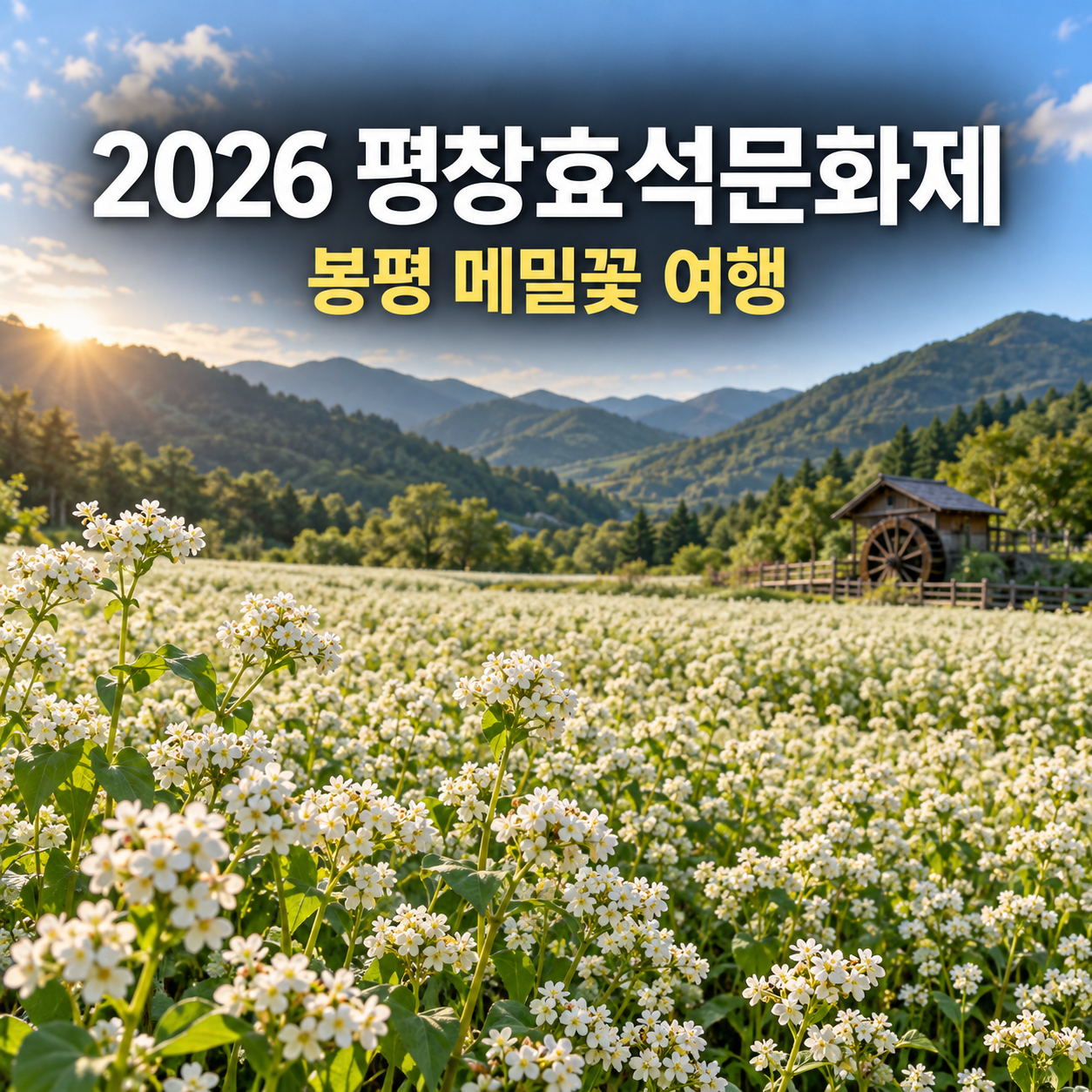 2026 평창효석문화제 일정과 봉평 메밀꽃밭｜흥정계곡&middot;무이예술관&middot;허브나라 여행 코스