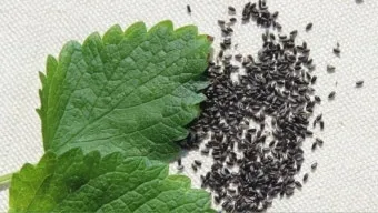 중부지방 들깨 파종시기 및 재배법 농사 팁 정리_6