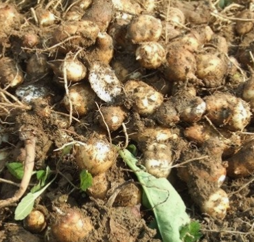 토란 뿌리 효능 부작용 고르는법 칼로리