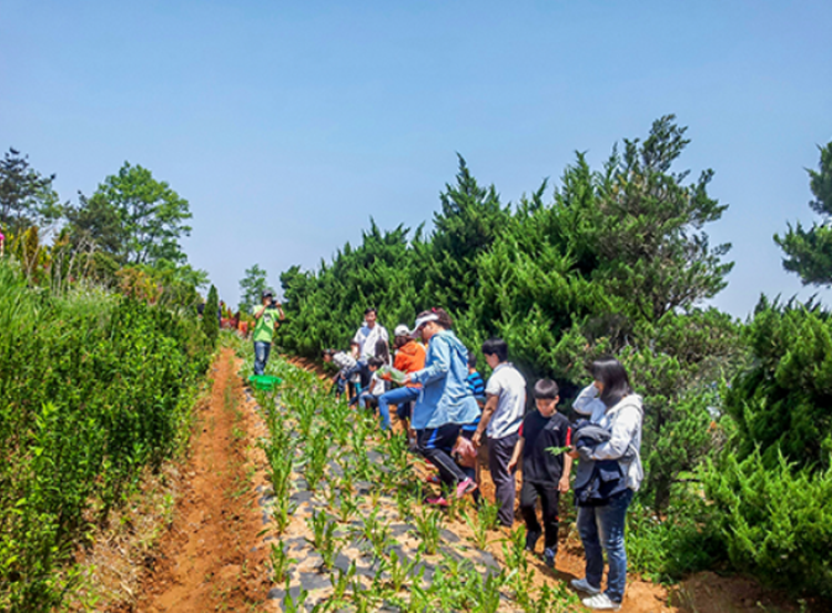 팜카밀레 허브농원