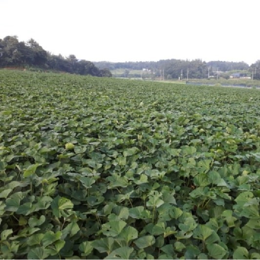 고구마 수확시기
