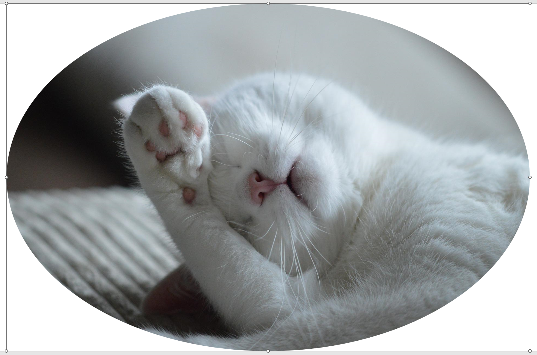 모양으로 자르기 선택 후 도형 중 원 선택